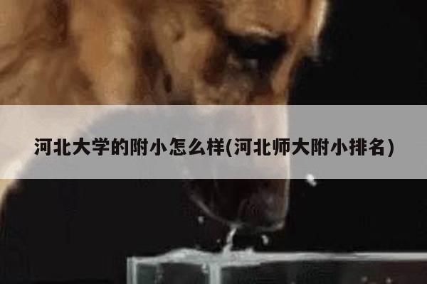 河北大学的附小怎么样(河北师大附小排名)