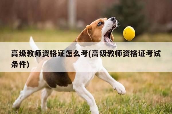 高级教师资格证怎么考(高级教师资格证考试条件)