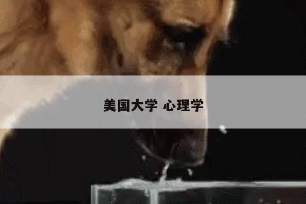美国大学 心理学