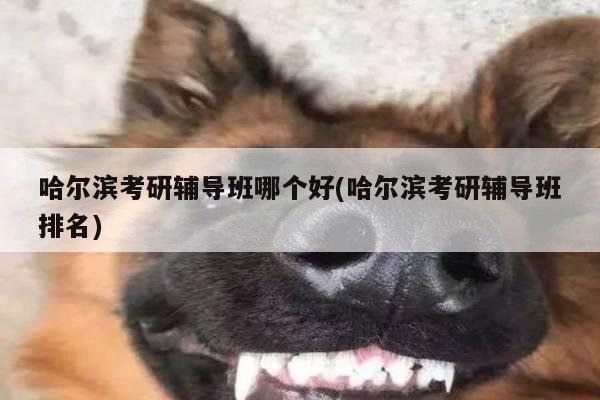 哈尔滨考研辅导班哪个好(哈尔滨考研辅导班排名)