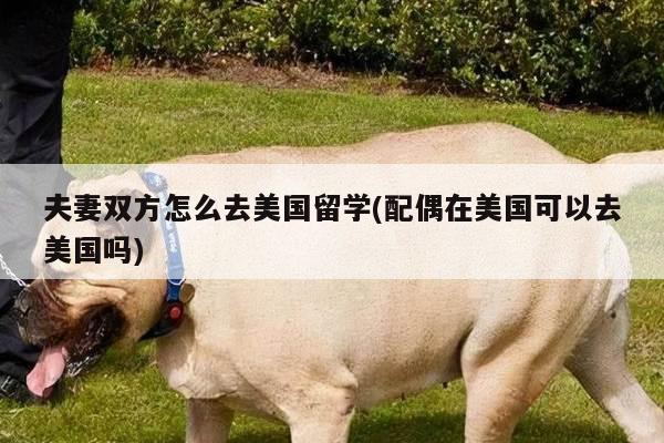 夫妻双方怎么去美国留学(配偶在美国可以去美国吗)