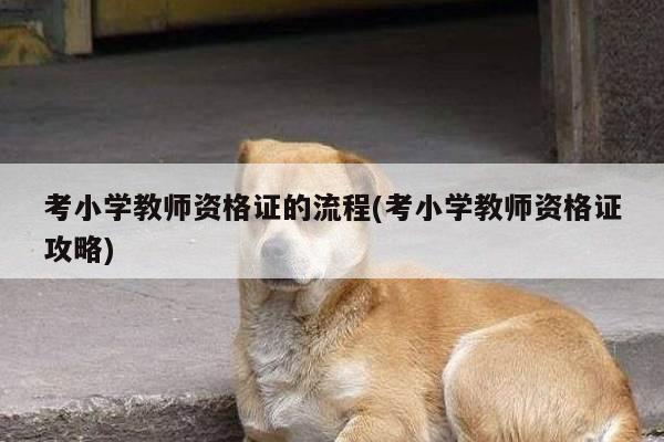 考小学教师资格证的流程(考小学教师资格证攻略)