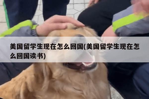美国留学生现在怎么回国(美国留学生现在怎么回国读书)