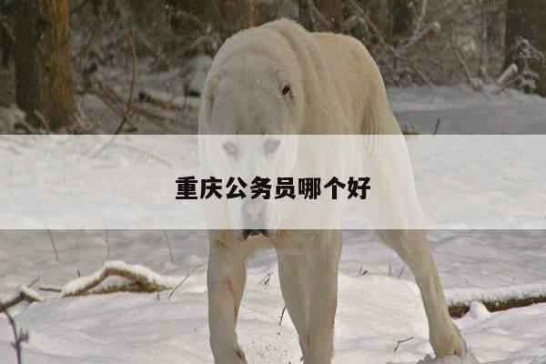 重庆公务员哪个好