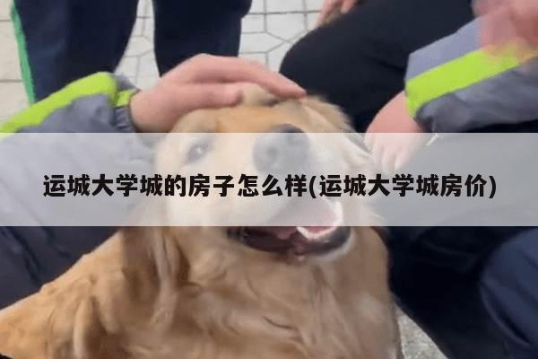 运城大学城的房子怎么样(运城大学城房价)