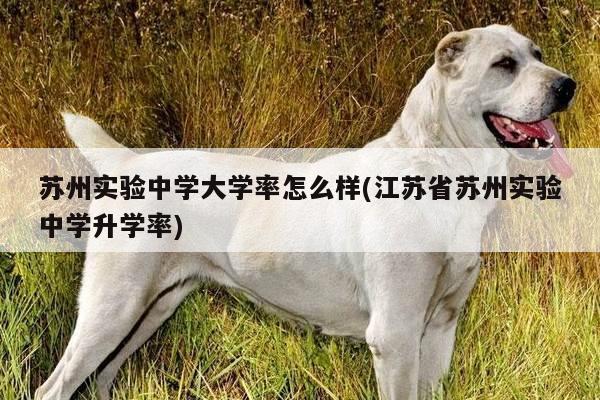 苏州实验中学大学率怎么样(江苏省苏州实验中学升学率)
