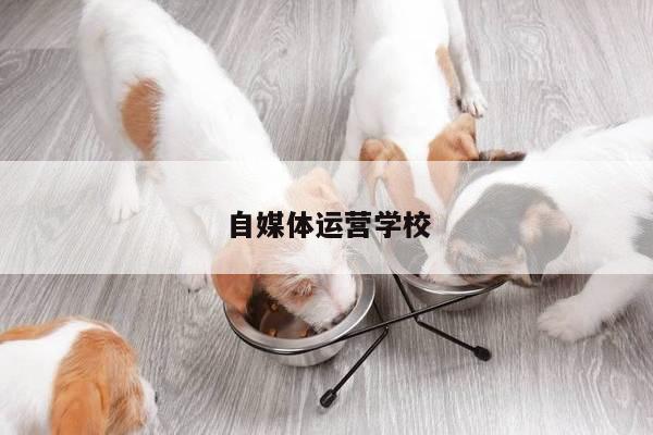 自媒体运营学校