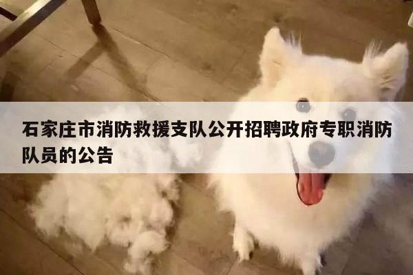 石家庄市消防救援支队公开招聘政府专职消防队员的公告