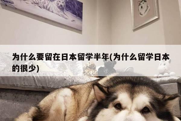 为什么要留在日本留学半年(为什么留学日本的很少)