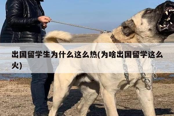 出国留学生为什么这么热(为啥出国留学这么火)