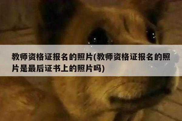 教师资格证报名的照片(教师资格证报名的照片是最后证书上的照片吗)