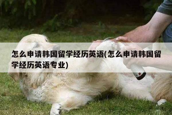 怎么申请韩国留学经历英语(怎么申请韩国留学经历英语专业)