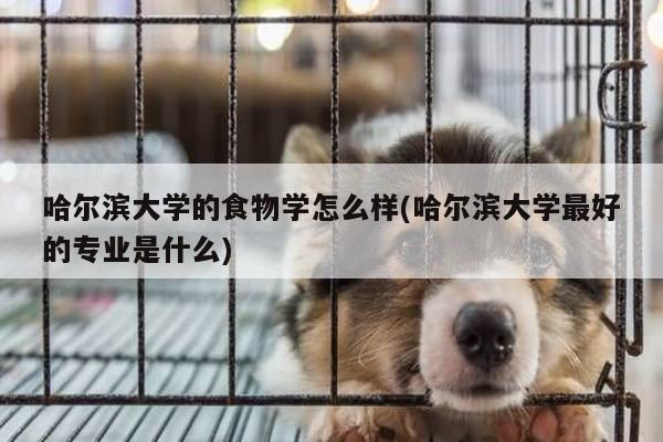 哈尔滨大学的食物学怎么样(哈尔滨大学最好的专业是什么)