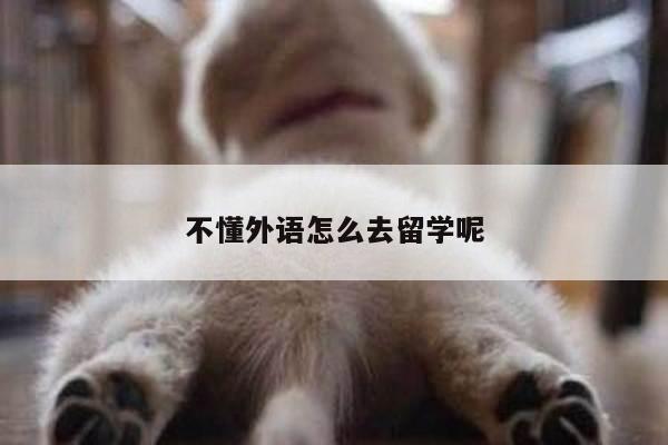 不懂外语怎么去留学呢