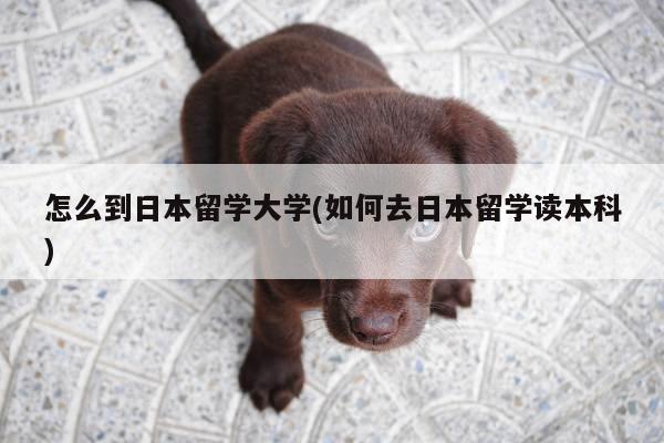 怎么到日本留学大学(如何去日本留学读本科)
