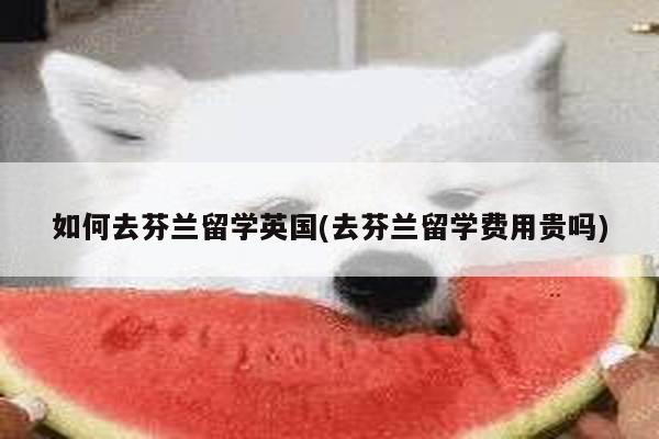 如何去芬兰留学英国(去芬兰留学费用贵吗)