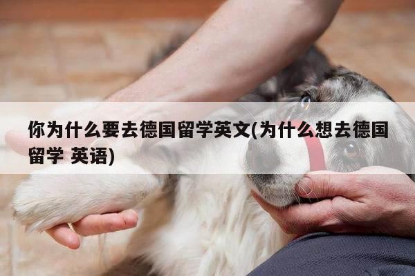 你为什么要去德国留学英文(为什么想去德国留学 英语)