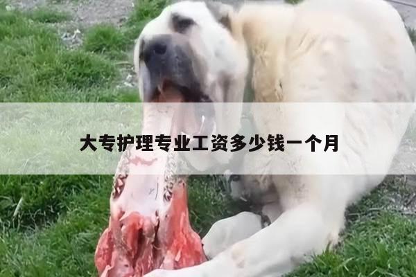 大专护理专业工资多少钱一个月