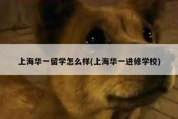 上海华一留学怎么样(上海华一进修学校)