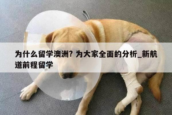 为什么留学澳洲? 为大家全面的分析_新航道前程留学