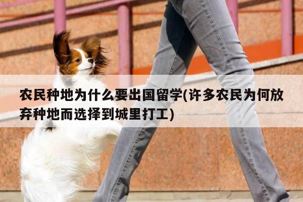 农民种地为什么要出国留学(许多农民为何放弃种地而选择到城里打工)