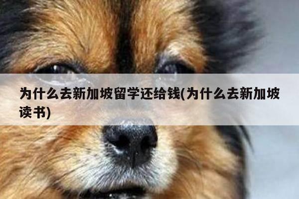 为什么去新加坡留学还给钱(为什么去新加坡读书)