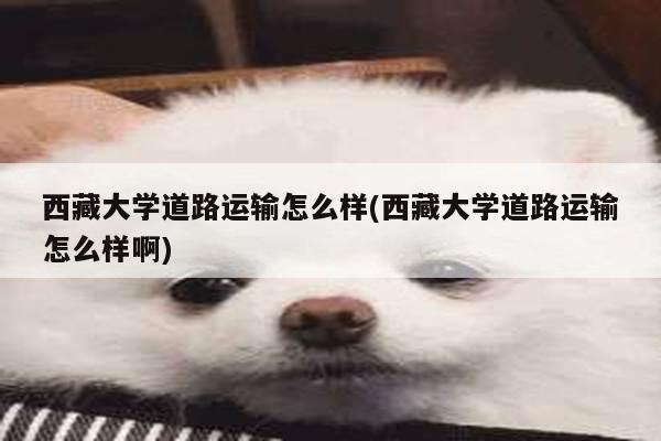 西藏大学道路运输怎么样(西藏大学道路运输怎么样啊)