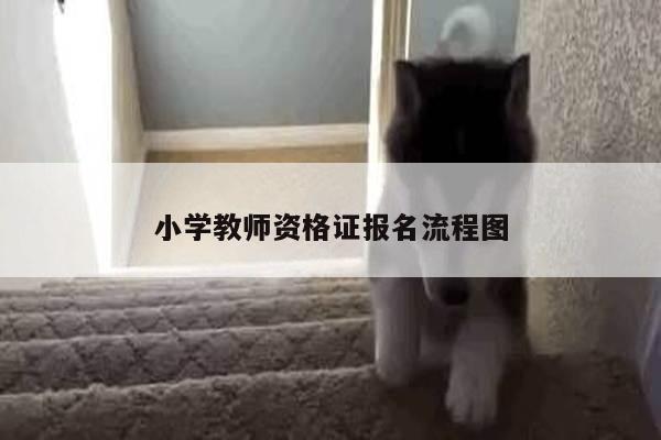 小学教师资格证报名流程图
