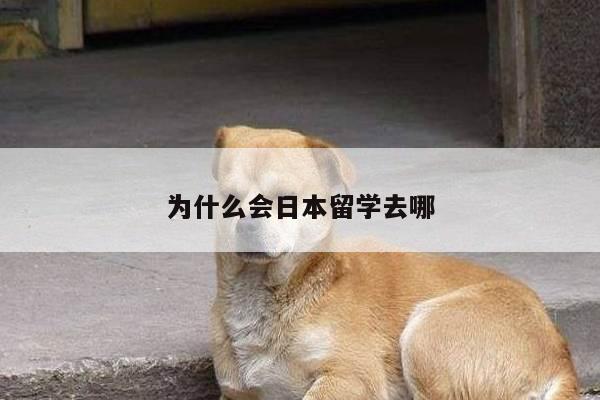 为什么会日本留学去哪