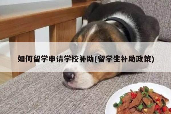 如何留学申请学校补助(留学生补助政策)