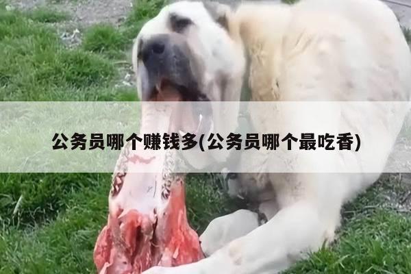 公务员哪个赚钱多(公务员哪个最吃香)