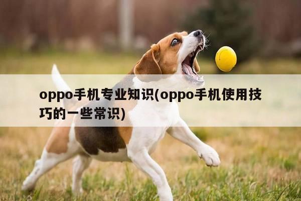 oppo手机专业知识(oppo手机使用技巧的一些常识)