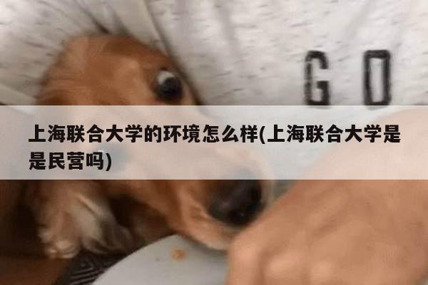 上海联合大学的环境怎么样(上海联合大学是是民营吗)