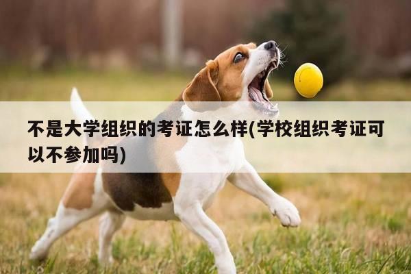 不是大学组织的考证怎么样(学校组织考证可以不参加吗)
