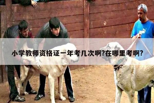 小学教师资格证一年考几次啊?在哪里考啊?