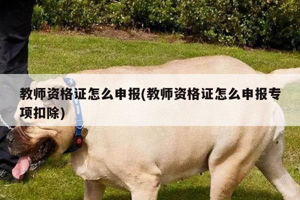 教师资格证怎么申报(教师资格证怎么申报专项扣除)