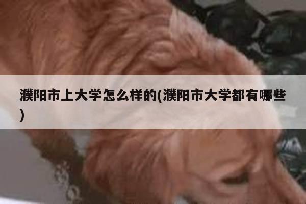 濮阳市上大学怎么样的(濮阳市大学都有哪些)
